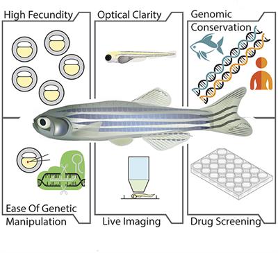 Diving deep: zebrafish models in motor neuron degeneration research